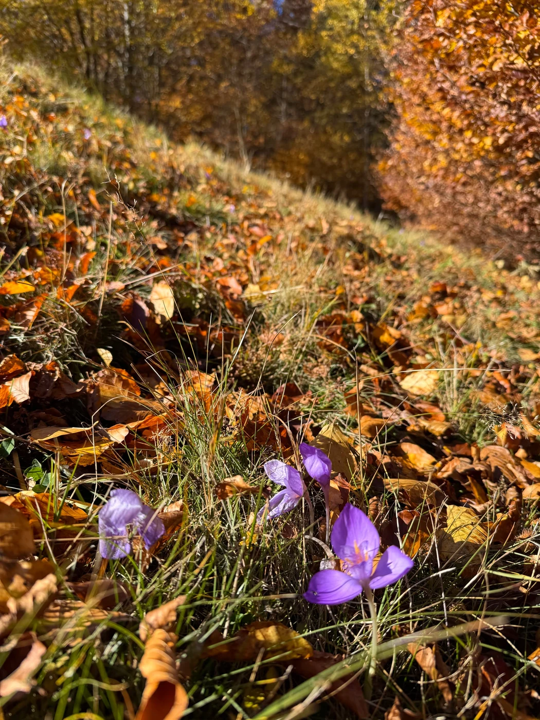 Imagine galerie articol