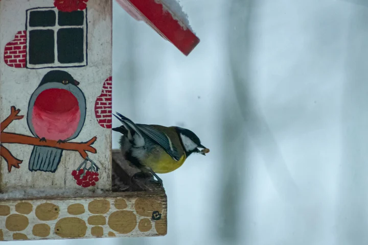 Plantele minune care atrag păsările în grădină toată iarna. Alungă și prădătorii