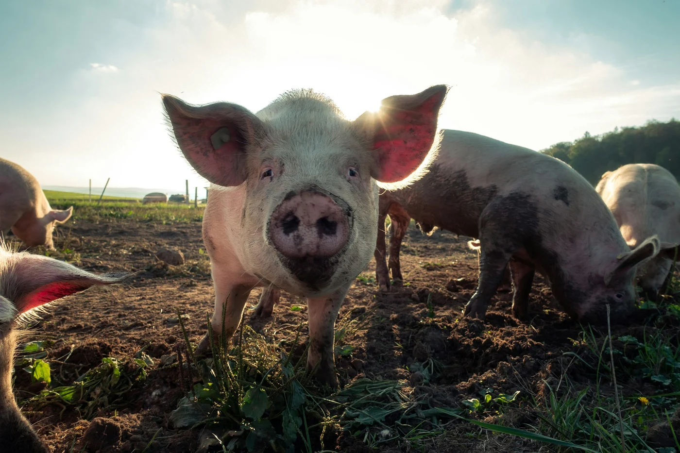 Porcii de la țară nu mai pot fi vânduți la piață. Foto: Unsplash.com