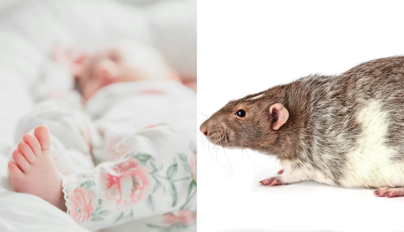 Șobolanul a mâncat din corpul fetiței de șase luni. Și fratele geamăn avea mușcături. Foto/ Unsplash