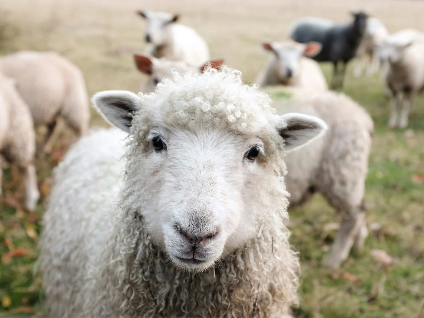 Photo by Sam Carter / Unsplash