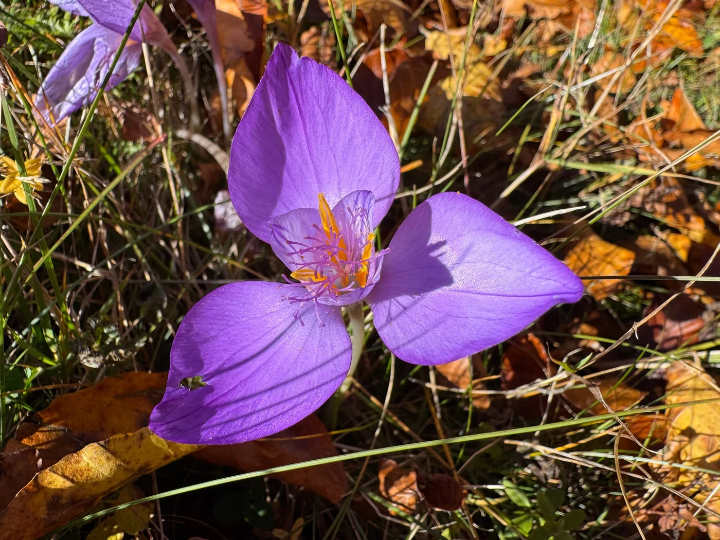 Imagine galerie articol