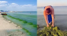 Invazie de alge pe litoral: Ce fac alte țări pentru a salva sezonul estival și ce putem învăța din exemplul lor?