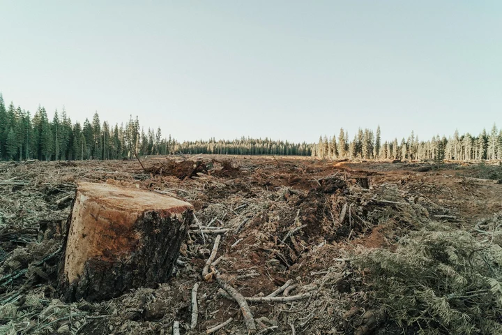 Alertă în pădurile Brașovului: mii de arbori, tăiați ilegal. Cine fură copacii și vinde lemn la negru
