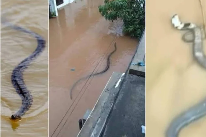 Un șarpe veninos de mari dimensiuni, scăpat în apele inundațiilor