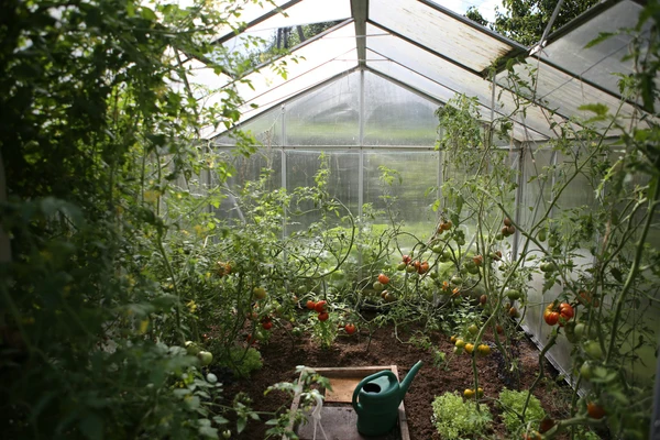Ce plante, fructe și legume se cultivă în luna Martie? Cum poți avea o grădină bogată și plină cu bunătăți naturale