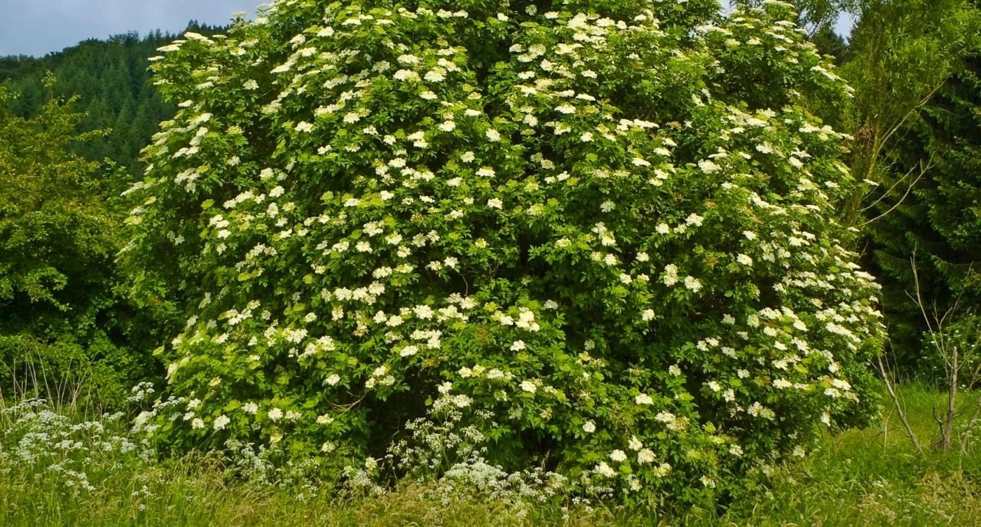 Sambucus nigra