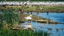 FOTO | Descoperire spectaculoasă după retragerea Dunării. Ce au scos la iveală apele fluviului, după zeci de mii de ani