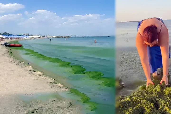 Invazie de alge pe litoral: Ce fac alte țări pentru a salva sezonul estival și ce putem învăța din exemplul lor?
