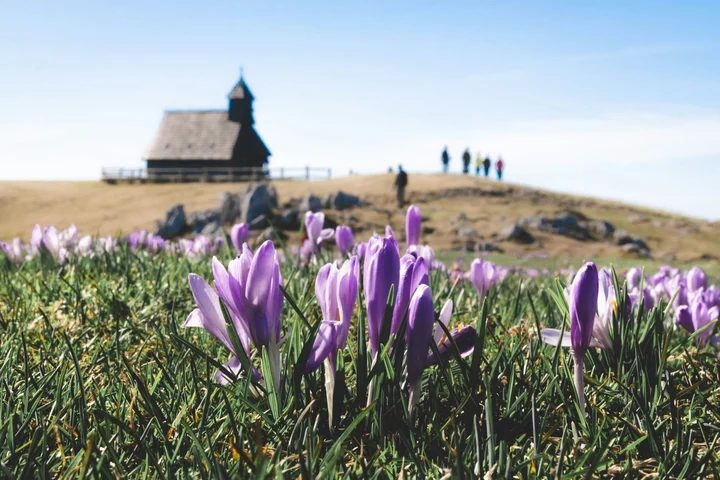 Mare grijă! A apărut brândușa de toamnă, o plantă superbă, dar otrăvitoare. La copii poate cauza chiar și moarte