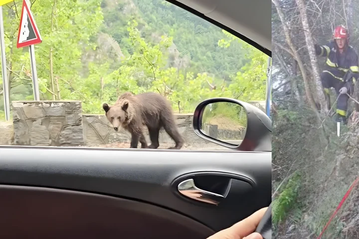 Un motociclist a fost omorât de urs pe Transfăgărășan. Bărbatul a fost atacat și tras într-o râpă